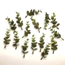 Grønne korte eucalyptus grene