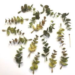 Alternative view of Grønne og gullige eucalyptus