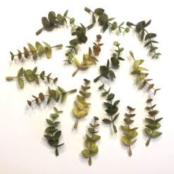 Grønne og gullige eucalyptus grene