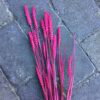 Pink tørret hvede buket 