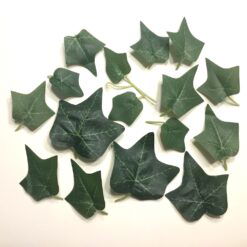 Grønne efeu blade i flere størrelser