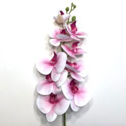 Lys orkide med pink knopper