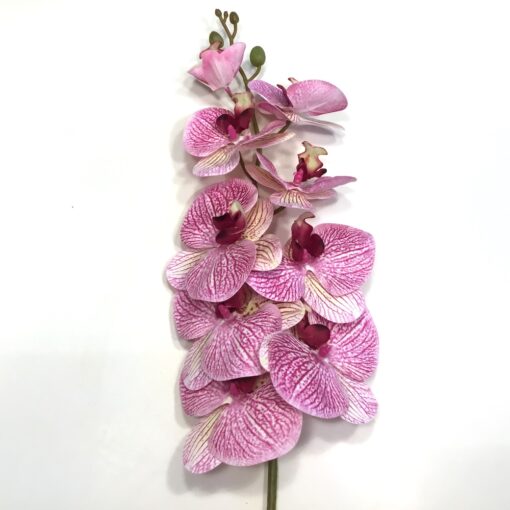 Høj pink spraglet orkide