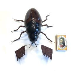 Alternative view of Kæmpe sort brun bille