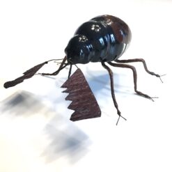 Kæmpe sort brun bille