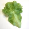 Stort grønt blødt salatblad