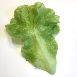 Stort grønt blødt salatblad