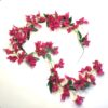Bougainvillea ranke fuchsia farvet