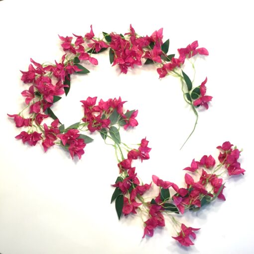Bougainvillea ranke fuchsia farvet