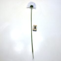 Alternative view of Smuk hvid klassisk gerbera