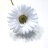 Smuk hvid klassisk gerbera