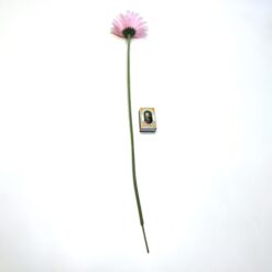 Alternative view of Smuk rosa klassisk gerbera