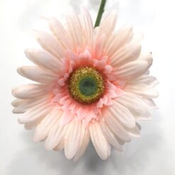 Smuk peach klassisk gerbera