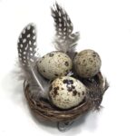 Fuglerede med ægte æg