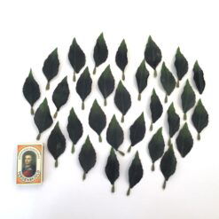 Alternative view of Naturtro ens grønne blade