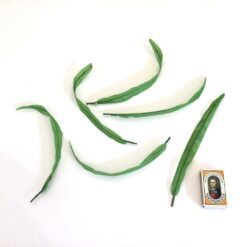 Alternative view of Lange tynde grønne blade