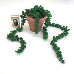 Alternative view of Lille Amarantus i lerpotte