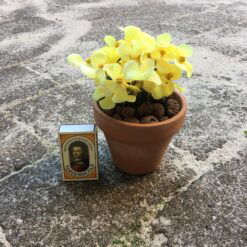 Alternative view of Gul blomst i lerpotte