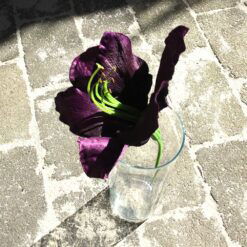 Alternative view of Dekorativt lilla Amaryllis hoved