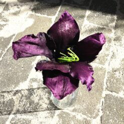 Dekorativt lilla Amaryllis hoved