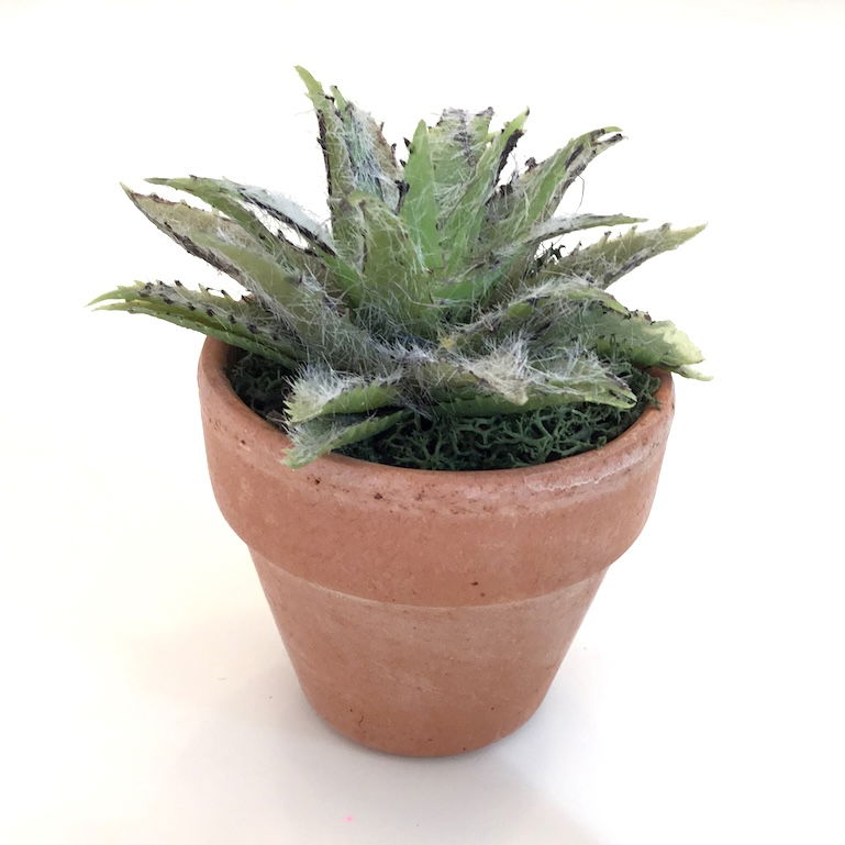 Dekorativ lille grøn kaktus