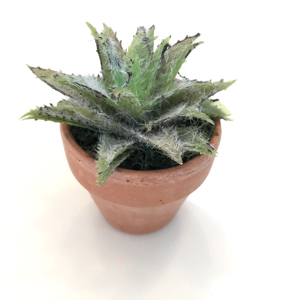 Dekorativ lille grøn kaktus - Billede 4