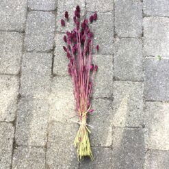 Alternative view of Smuk blommefarvet tørrede Phalaris