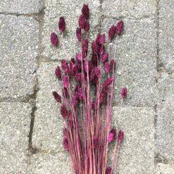 Smuk blommefarvet tørrede Phalaris buket