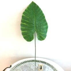 Alternative view of 7 x store grønne blade