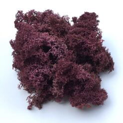 Alternative view of Blomme farvet præserveret mos 50g