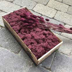 Alternative view of Blomme farvet præserveret mos