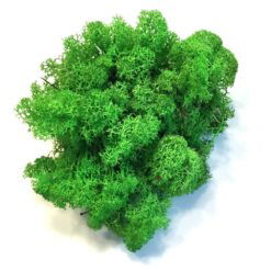 Lys græsgrøn præserveret mos 50g