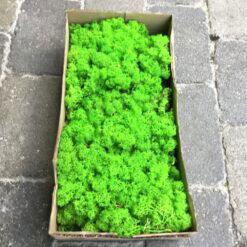 Alternative view of Kasse Islandsk mos lys græsgrøn