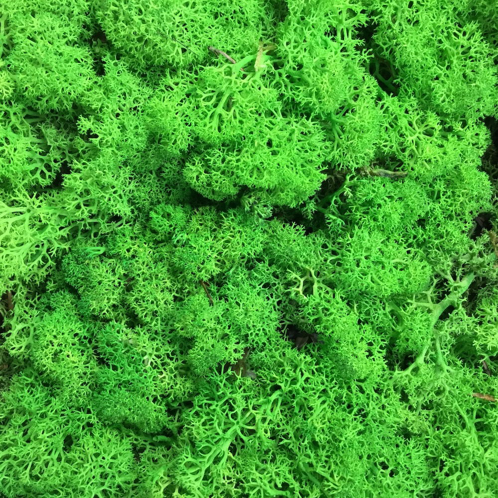 Lys græsgrøn præserveret mos 50g - Billede 4