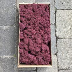 Blomme farvet præserveret mos