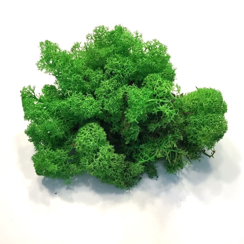 Lys græsgrøn præserveret mos 50g - Billede 6