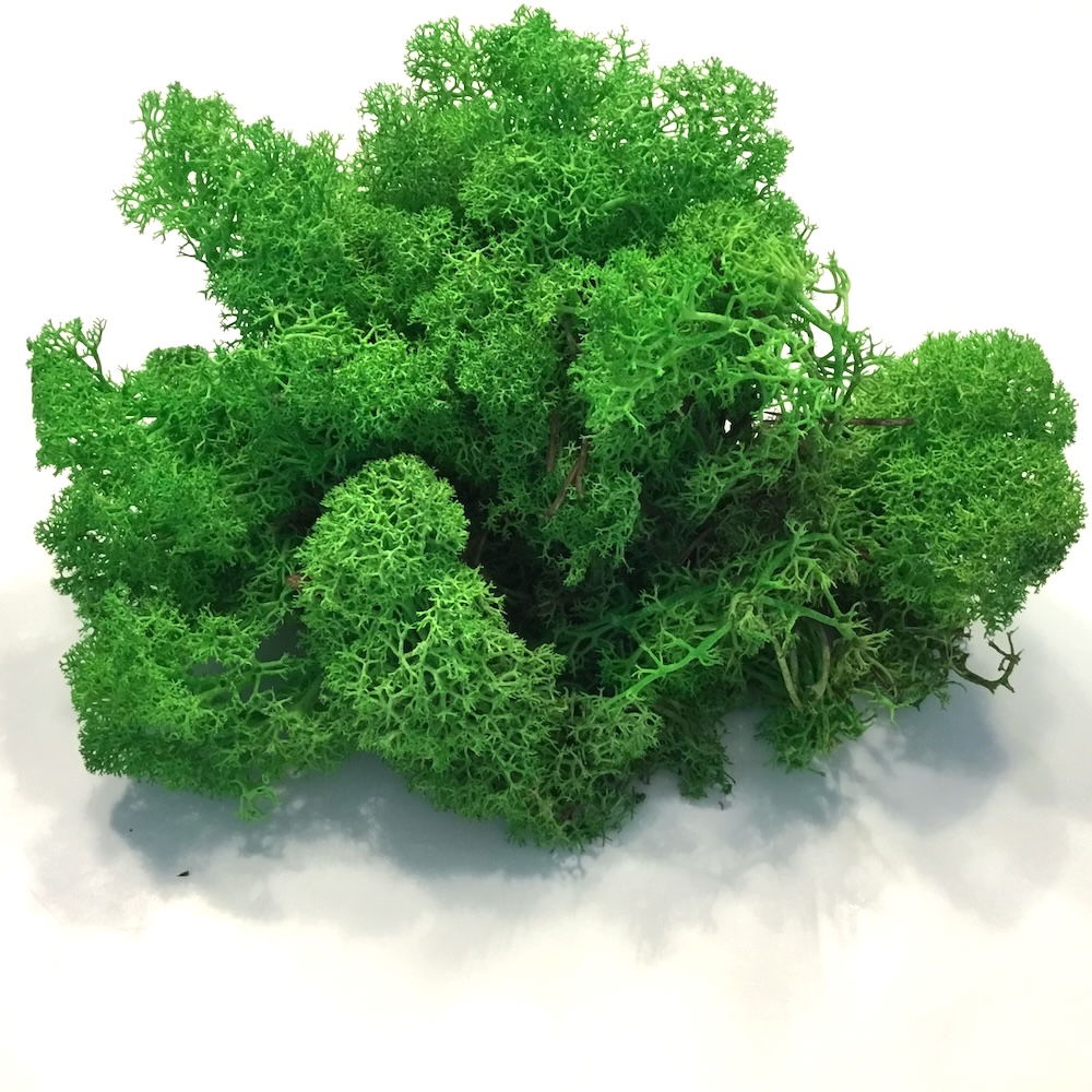 Lys græsgrøn præserveret mos 50g - Billede 5