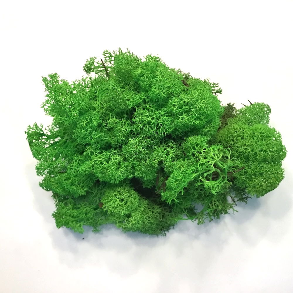 Lys græsgrøn præserveret mos 50g - Billede 3