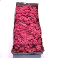 Alternative view of Kasse Islandsk mos cerise pink