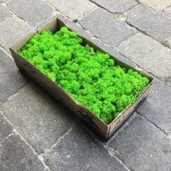 Kasse Islandsk mos lys græsgrøn