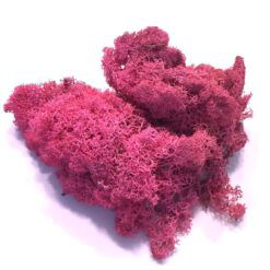 Cerise pink præserveret mos 50g