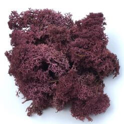 Blomme farvet præserveret mos 50g