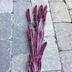 Tørrede blomster i blomme farve