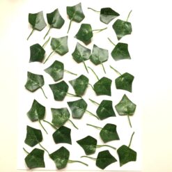 Grønne efeu ens blade