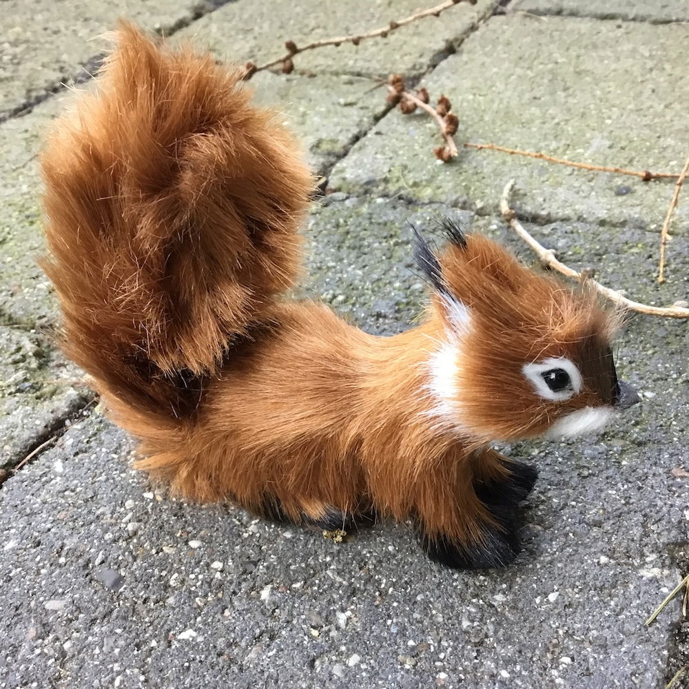 Egern der løber med brun pels