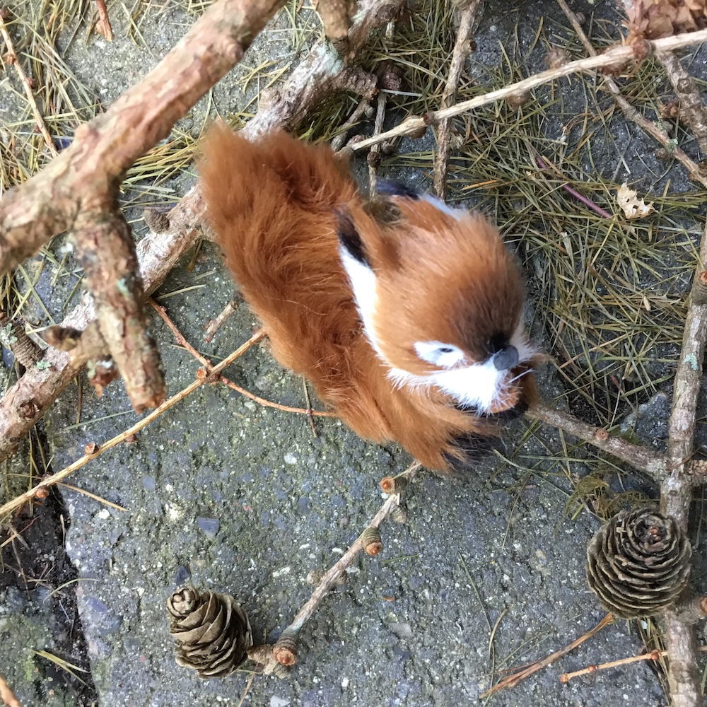 Egern i brun farve - Billede 4