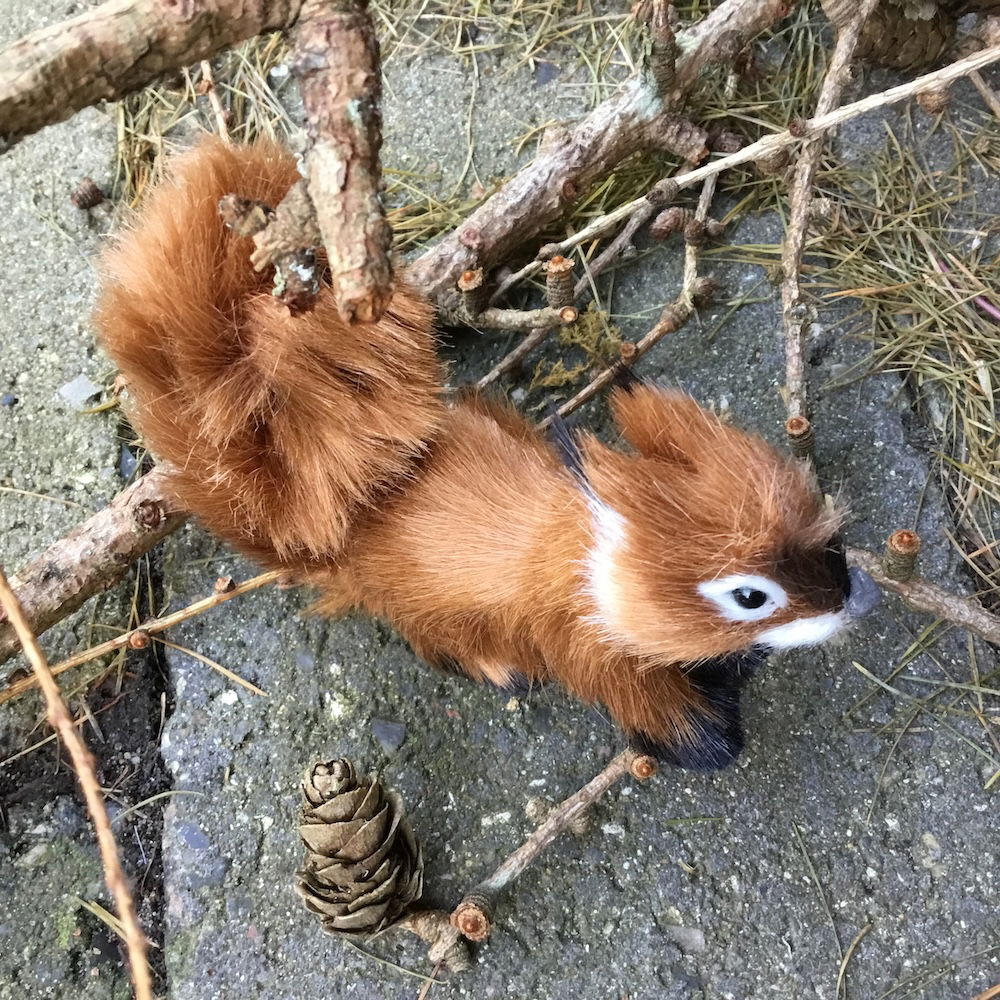 Egern der løber med brun pels - Billede 3