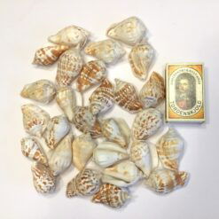 Alternative view of Naturlige muslinger i koralform