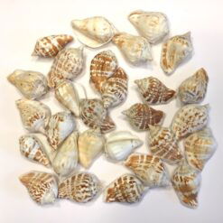 Naturlige muslinger i koralform