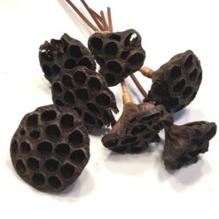 7 x Lotus hoveder til den kreative